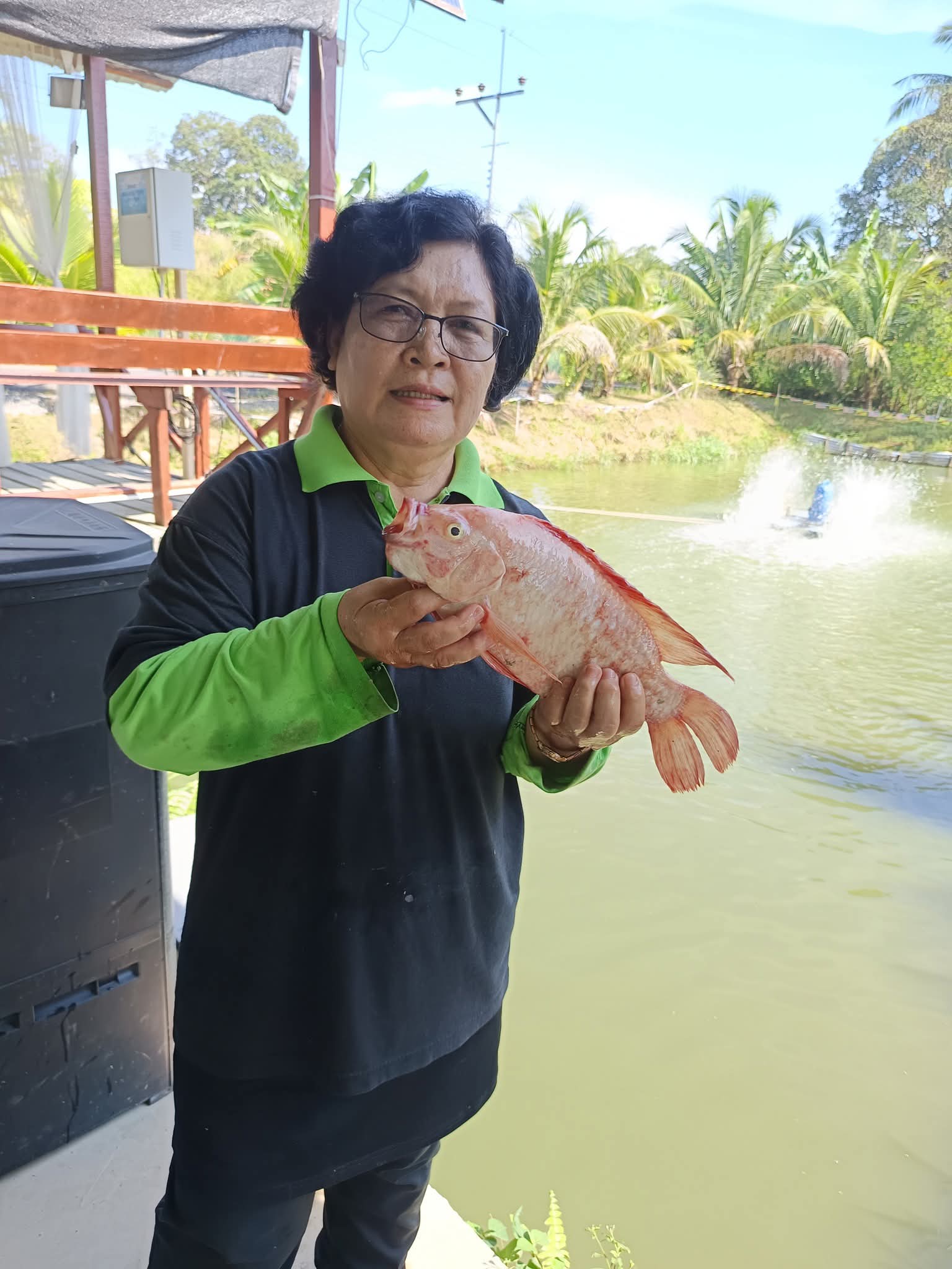 Clarissa Mendong Anak Nali holding fresh red tilapia at her Bintulu pond