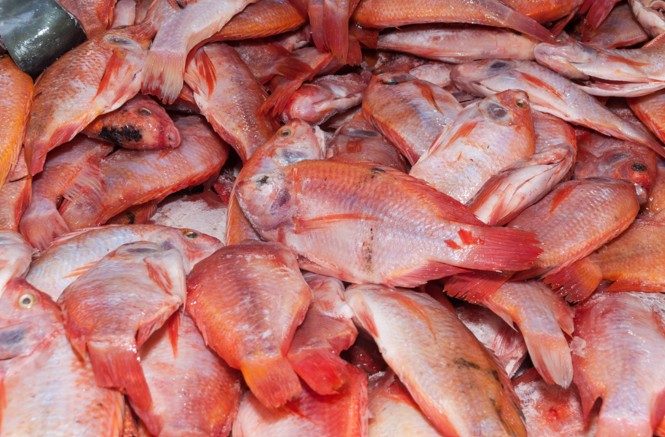 Fresh red tilapia harvested at CMN Fish Farm, Bintulu